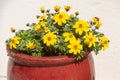 Planter with apache beggarticks flowers in a garden Royalty Free Stock Photo