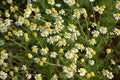 Planter with daisy flowers (Chamaemelum nobile). Royalty Free Stock Photo