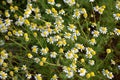 Planter with daisy flowers (Chamaemelum nobile).