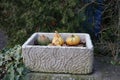 Planter with decorative pumpkins as an autumn decoration in the garden. Berlin, Germany Royalty Free Stock Photo