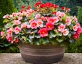 A planter full of begonia flowers