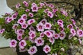 a planter full of purple Million Bells blossoms