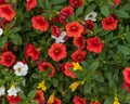 A planter full of red, white, yellow and orange blooms of million bells