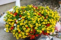 Planter full of red, yellow and white million bells flowers growing larger every day