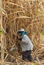 The planter harvested sugarcane.