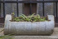 Planter made by hollowing out a trunk Royalty Free Stock Photo