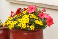 Planter with petunia and apache beggarticks flowers in a garden Royalty Free Stock Photo