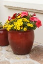 Planter with petunia and apache beggarticks flowers in a garden Royalty Free Stock Photo