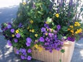 Planter predominantly blue flowered.