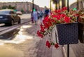 Planter with red flowers on the street Royalty Free Stock Photo