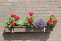 A planter with red geranium flowers in summer Royalty Free Stock Photo