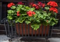 Planter with red geraniums close-up