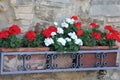 Planter with red and white geranium flowers Royalty Free Stock Photo