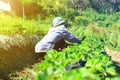 Planter in strawberry farm