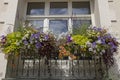 Planter of summer flowering plants Royalty Free Stock Photo