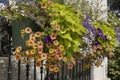 Planter of summer flowering plants Royalty Free Stock Photo