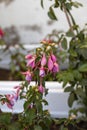 planters with beautiful Fuchsia flowers of different colors Royalty Free Stock Photo