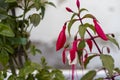 planters with beautiful Fuchsia flowers of different colors Royalty Free Stock Photo