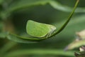 Planthopper Royalty Free Stock Photo