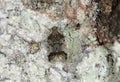 Planthopper, Cixiidae on aspen bark