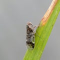 Planthopper, Cixius cunicularius