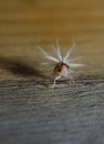 Planthopper closeup