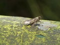 Planthopper,Delphacidae Royalty Free Stock Photo