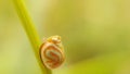 Planthopper and insects from Thailand Royalty Free Stock Photo