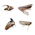 Planthopper isolation Royalty Free Stock Photo