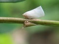 Planthopper and planthopper nymphs stand on the same branch with different sides.