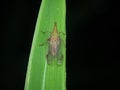 Planthoppers perched on the grass seen from the top