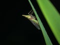 Planthoppers perched on the grass from side view
