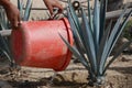 Planting Agave