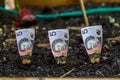 Planting Australian money in Garden Bed Royalty Free Stock Photo