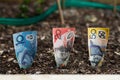 Planting Australian money in Garden Bed Royalty Free Stock Photo