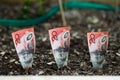 Planting Australian money in Garden Bed Royalty Free Stock Photo