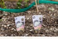 Planting Australian money in Garden Bed Royalty Free Stock Photo