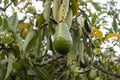 Planting of avocado trees (Persea americana Mill.) of the Lauraceae family