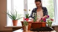 Petunia flower in female hands. Planting balcony flowers Royalty Free Stock Photo