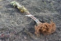 Planting bare root trees in autumn. A close-up of bare root fruit trees on the ground ready for planting