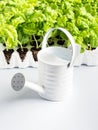 Planting basil seedlings concept Royalty Free Stock Photo