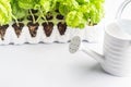 Planting basil seedlings concept Royalty Free Stock Photo