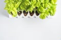 Planting basil seedlings concept Royalty Free Stock Photo