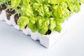 Planting basil seedlings concept Royalty Free Stock Photo