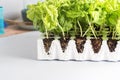 Planting basil seedlings concept Royalty Free Stock Photo