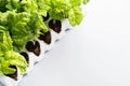 Planting basil seedlings concept Royalty Free Stock Photo