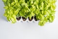 Planting basil seedlings concept Royalty Free Stock Photo