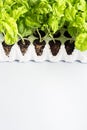 Planting basil seedlings concept Royalty Free Stock Photo