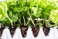 Planting basil seedlings concept Royalty Free Stock Photo