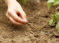 Planting Beans in the Soil